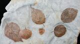 Large Plate of Paleocene Leaf Fossils - Montana #15828-1
